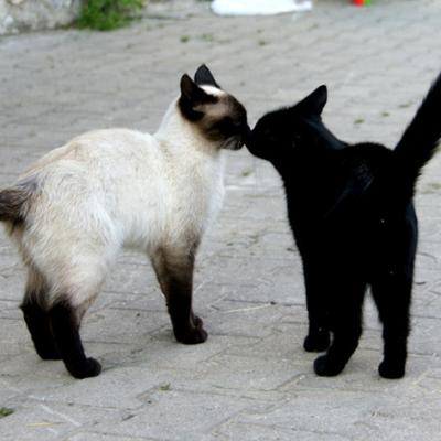 Unsere Katzen Frau Nilson Und Die Kleine